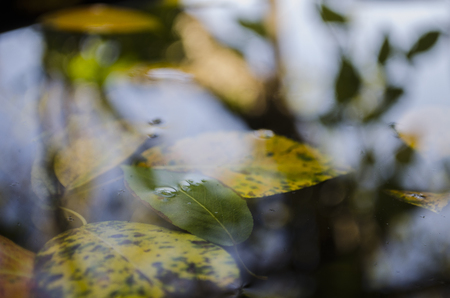 a floating on the puddle yellow leaves of trees and a reflection of a tree, autumnの写真素材