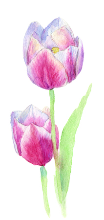 two pink red roses. decorative  flowers. floral illustration, Leaf and buds. Botanic composition for wedding or greeting card. isolated on whiteの写真素材