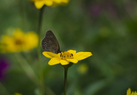 Aphantopus hyperantus butterfly sitting on the yellow flowers of sunflower aster family, Chrysopsis known as golden asters or Heterotheca villosa, macro close up selective focus.の写真素材