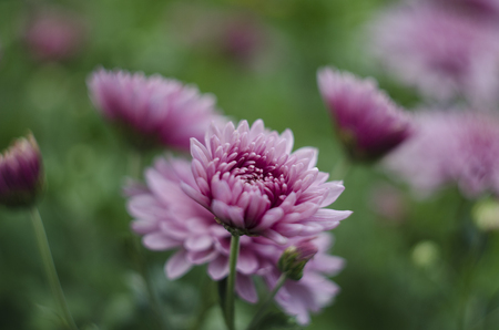 Beautiful flowers macro abstract art background with a soft focus. Pink and purple flowers chrysanthemum in nature on green backgroundの写真素材