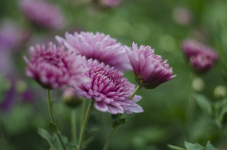 Beautiful flowers macro abstract art background with a soft focus. Pink and purple flowers chrysanthemum in nature on green backgroundの写真素材
