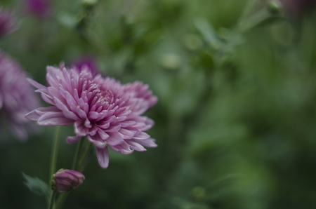 Beautiful flowers macro abstract art background with a soft focus. Pink and purple flowers chrysanthemum in nature on green backgroundの写真素材