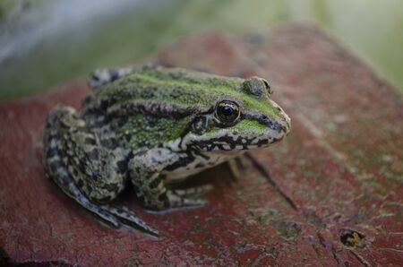 Little green frog sitting on a wooden board in the pond, macro.の写真素材