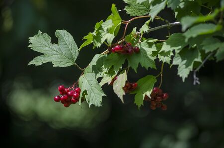 Viburnum opulus, red berries and leaves outdoor in late summer. Red viburnum branch in the garden. Bunch of red viburnum berries on a branch. Soft selective focus, round bokeh.の写真素材