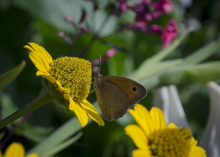 Aphantopus hyperantus butterfly sitting on the yellow flowers of sunflower aster family, Chrysopsis known as golden asters or Heterotheca villosa, macro close up selective focus.の写真素材