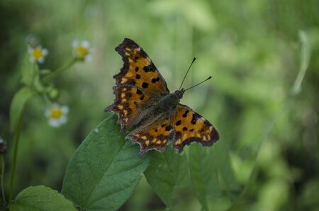 Red-brown butterfly sitting on the green grass. Polygonia c-album, the comma butterfly, family Nymphalidae. macro, close up, blurred backgroungの写真素材