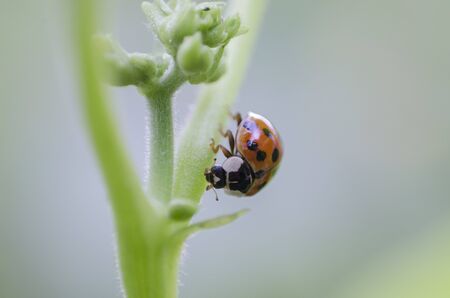 tiny ladybug sits on the stem of a plant, macro, close up, blurred backgroung.の写真素材