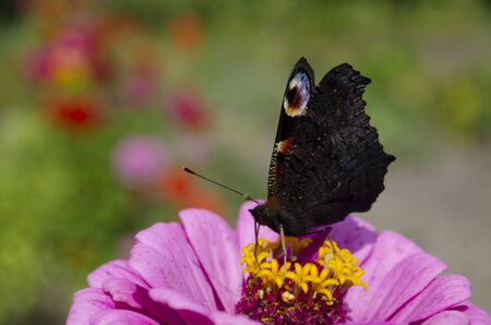 Colorful european peacock butterfly Inachis io, Aglais io sits on an magenta Zinnia flower with closed wings, blurred background. close up, macroの写真素材
