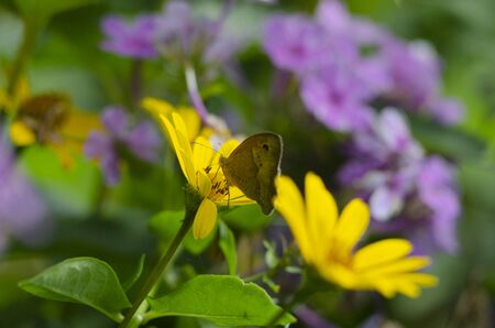 Aphantopus hyperantus butterfly sitting on the yellow flowers of sunflower aster family, Chrysopsis known as golden asters or Heterotheca villosa, macro close up selective focus.の写真素材