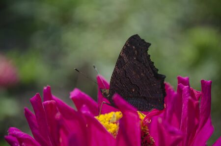 Colorful european peacock butterfly Inachis io, Aglais io sits on an magenta Zinnia flower with closed wings, blurred background. close up, macroの写真素材