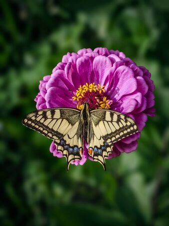 A large machaon butterfly sits on an magenta Zinnia flower. Papilio machaon, the Old World swallowtail, is a butterfly of the family Papilionidae. The butterfly is also known as the common yellow swallowtail or simply the swallowtail. macro, soft selective focus, blurred backgroundの写真素材