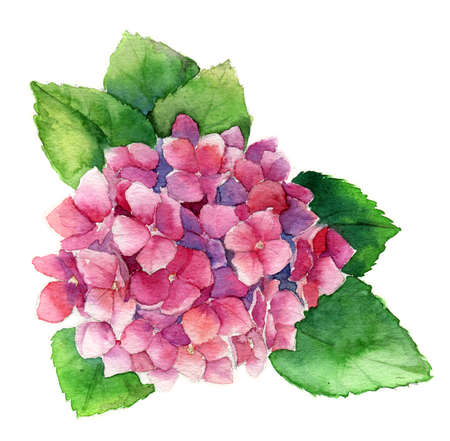 Summer Watercolor with pink Blooming Hydrangea, Watercolor botanical natural hydrangea Illustration isolated on white, isolation work pathの写真素材