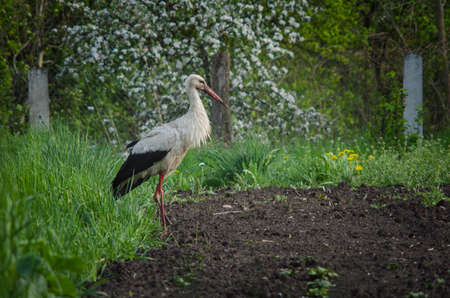 White stork - Ciconia ciconia, The stork walks on a potato field after a rain in search of frogs.の写真素材