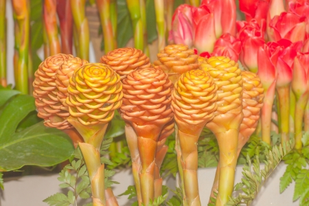 Lotus flower plants.の写真素材