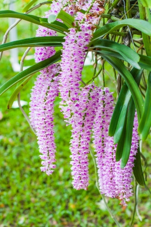 Orchid flowers plantの写真素材