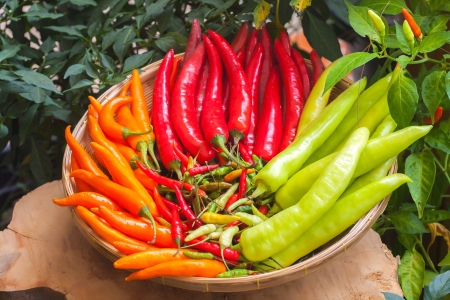 Pepper it is hot and spicy.の写真素材