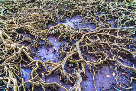 Root tree from the nature background