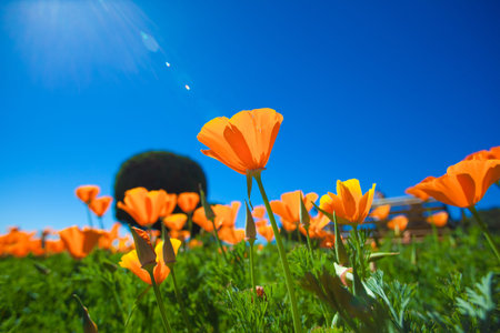 Yellow flower plant with Sun flare