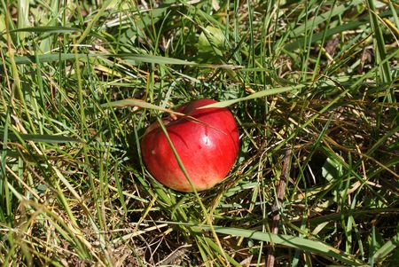Red apple in green grassの写真素材