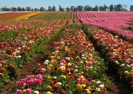 Fields of collective farmの写真素材