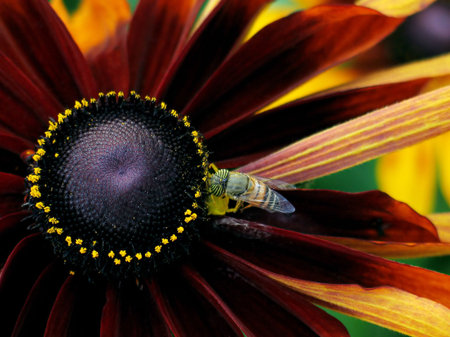 Fragment of a flower and a bee