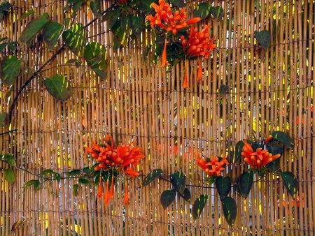 Red flowers on a bamboo fence の写真素材