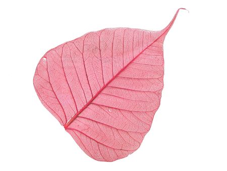 Leaf for creation of ornaments by hands の写真素材