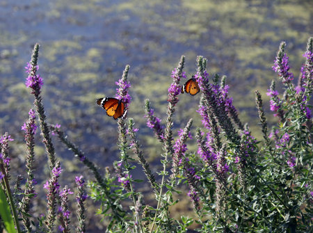 Two butterflies sit on a bush of blossoming rosemary