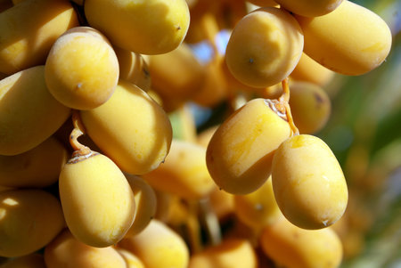 Clusters of dates ripen on a palm treeの写真素材