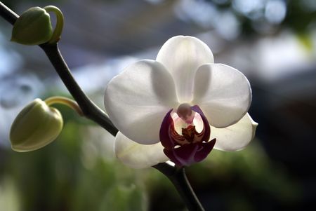 Branch of white flowers of an orchid on green backgroundの写真素材