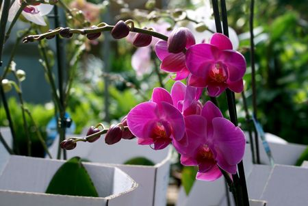 Branch of red flowers of an orchid on background of flowersの写真素材