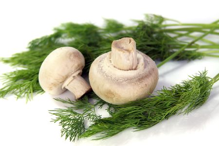 Two field mushrooms lie on fresh green fennelの写真素材