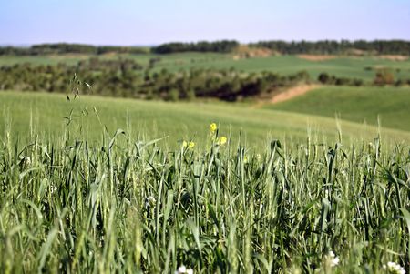 Field of a rye against hills and grovesの写真素材