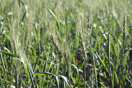 Field of a rye with blossoming earsの写真素材