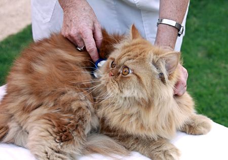 red fluffy cat on the examination at the veterinarianの写真素材