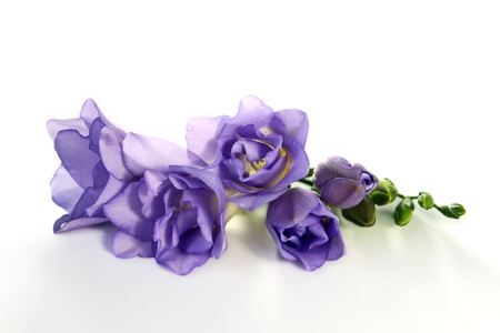 Freesia flower lies on a white backgroundの写真素材