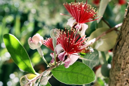 feijoa branch with flowers and buds shined with the sunの写真素材