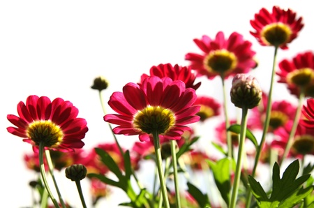 Red chrysanthemums on a white background with copyspaceの写真素材