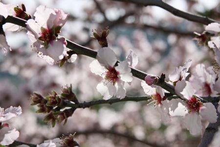 abundant flowering almond trees in the gardenの写真素材