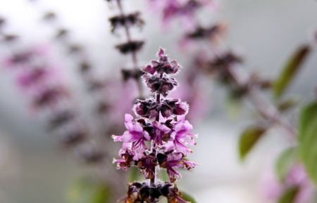 cultivated blossom basil growing in the garden bedの写真素材