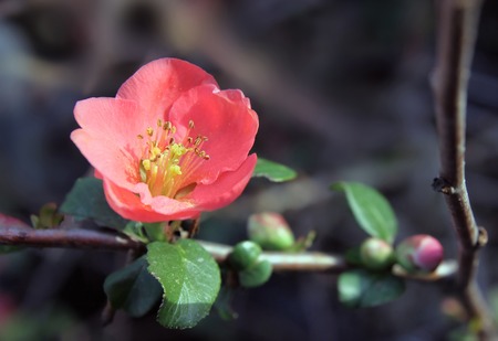 spring flowering shrub Chaenomeles japonicaの写真素材