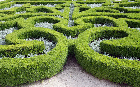 pattern on the flowerbed of boxwood bushes
