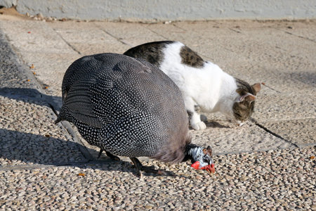BEER-SHEBA, ISRAEL - JANUARY 12, 2012: Friendship between cat and guinea fowl in the campus of the University behalf of Ben Gurion, Beer-Shebaのeditorial素材