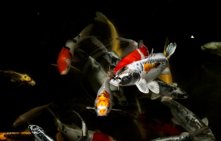 Japanese colorful koi swimming in a pondの写真素材