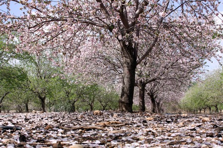Blooming almond trees in the gardenの写真素材