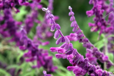 Beautiful purple flowers of salviaの写真素材