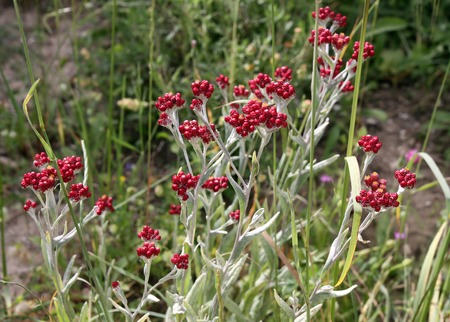 Biblical wild flower blooming Helichrysum sanguineumの写真素材