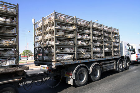 BEER SHEVA, ISRAEL - JUNE 29, 2011: Industrial  transportation of turkeys on a truck in the cellsのeditorial素材
