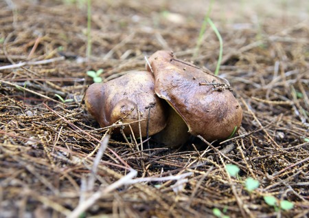 Edible mushrooms yellow boletus in a forest planted in the desert, Israelの写真素材