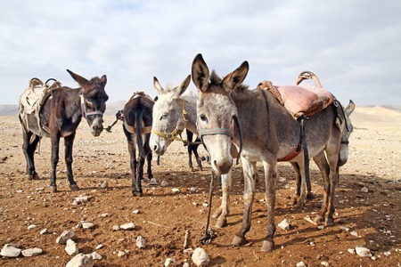 Saddled donkeys for riding in the desertの写真素材